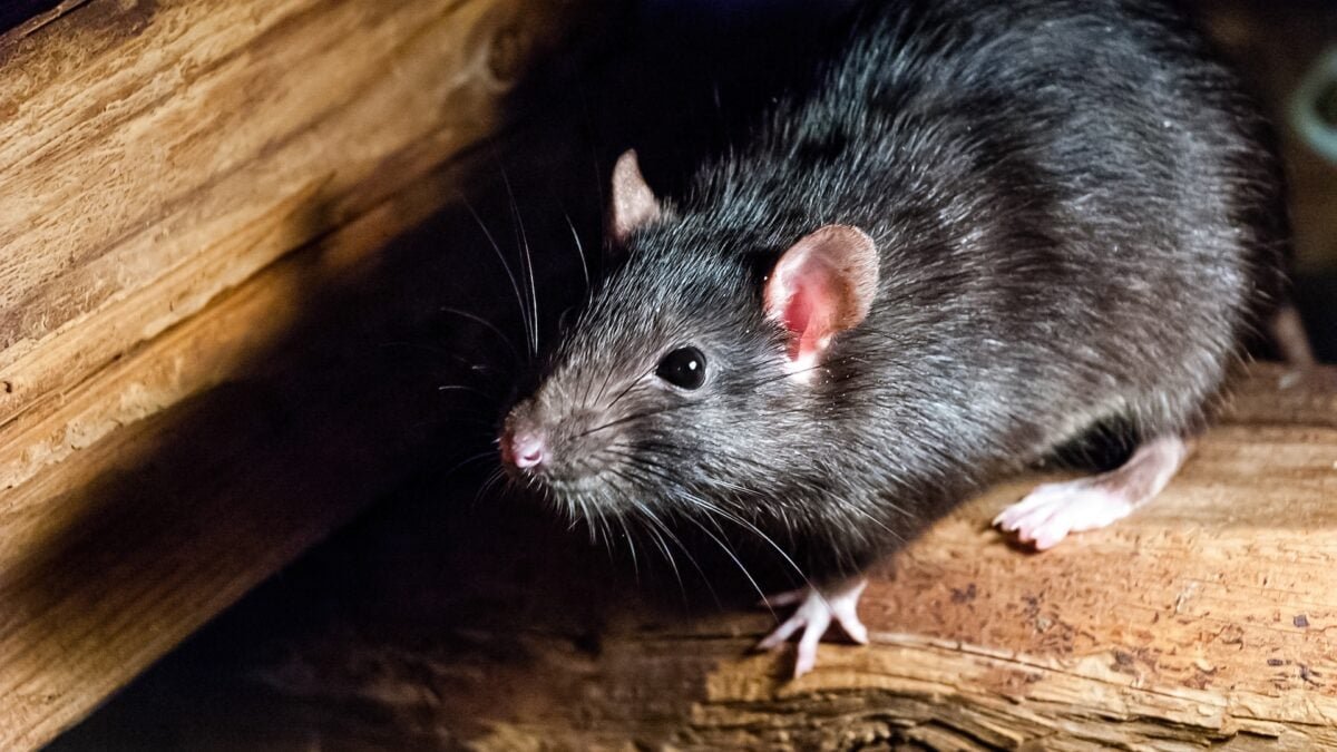 shutterstock rat