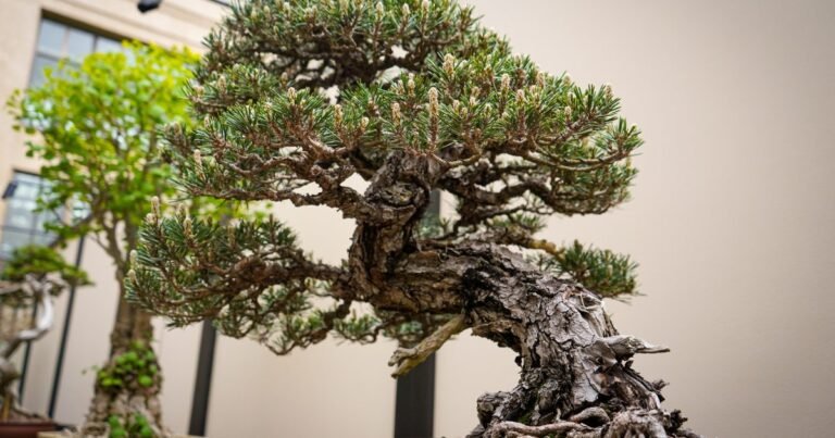 639649 Bonsai20Forms Gross 20Carol