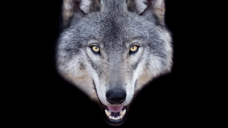 GettyImages 1057635418 1152x648