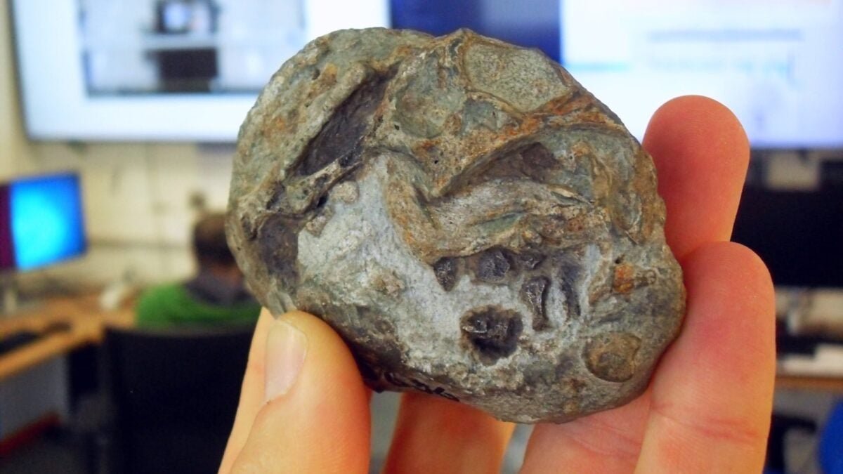 Lystrosaurus mammal ancestor egg