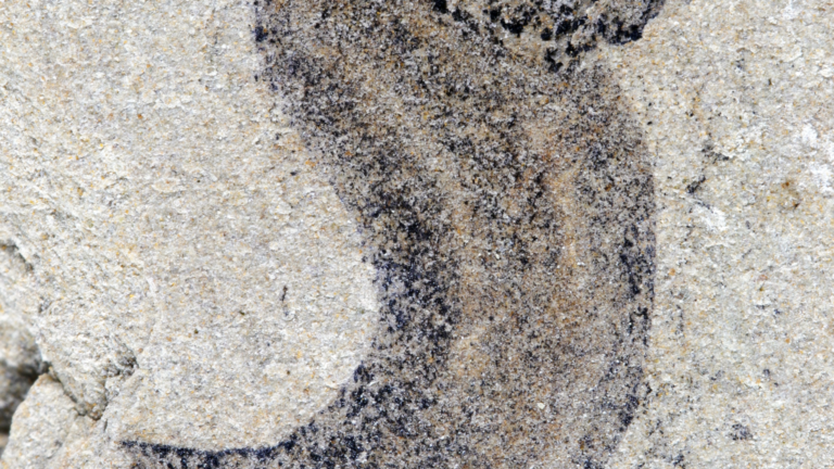 Newly discovered fossil from the Jiangchuan Biota Credit Gaorong Li 2560x1440