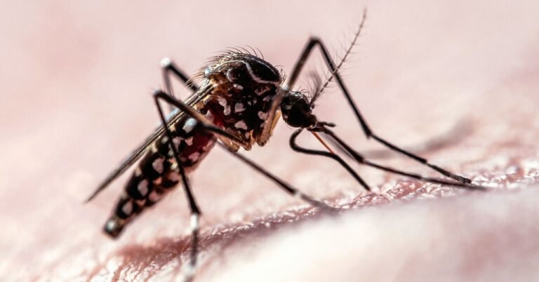 Why Mosquitos Target Humans Science 1139949311