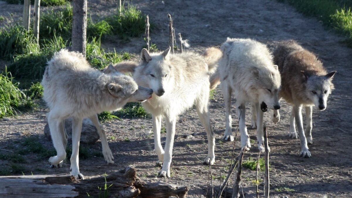 Yellowstone Park Wolf Pack