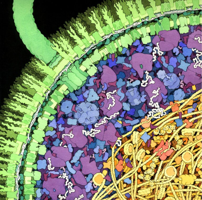 goodsell ecoli
