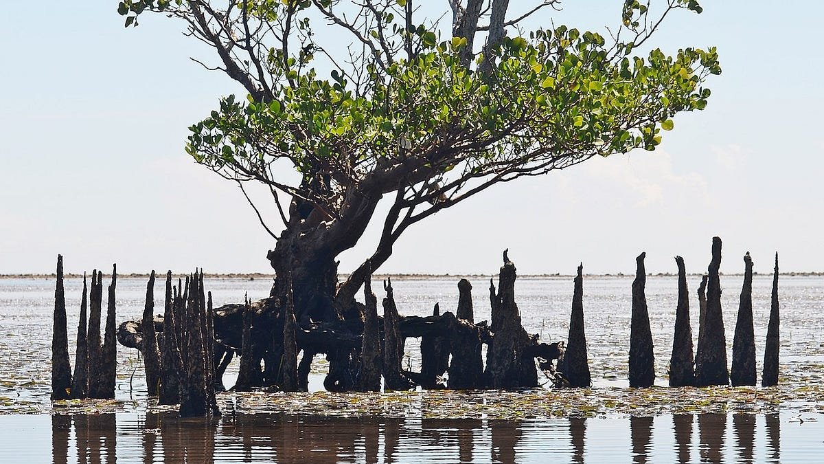 https3A2F2Fsubstack post media.s3.amazonaws.com2Fpublic2Fimages2F865161c0 c57a 4d19 93b4 9b4a8