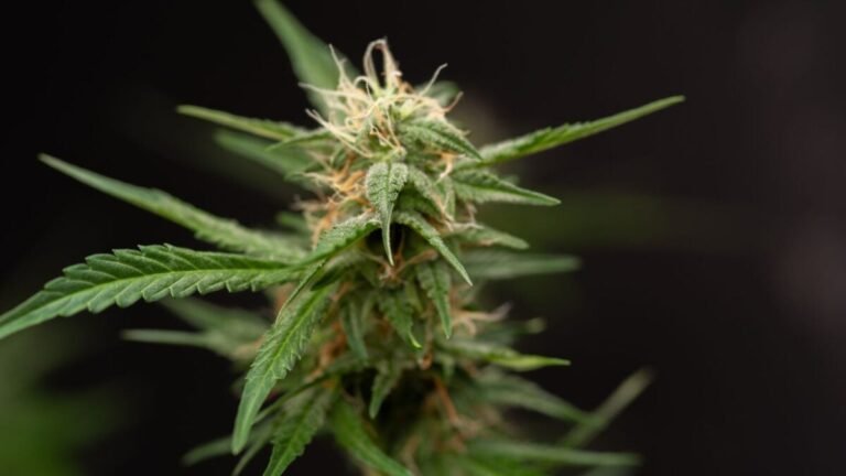 cannabisplant 1200x675
