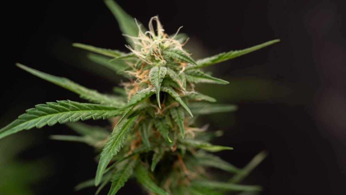 cannabisplant