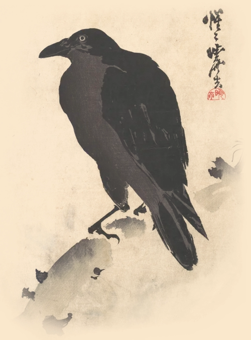 crow solid.webp