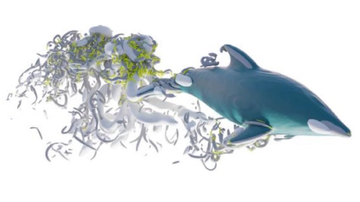dolphin1