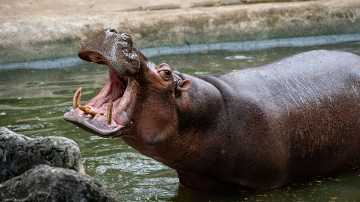 hippo
