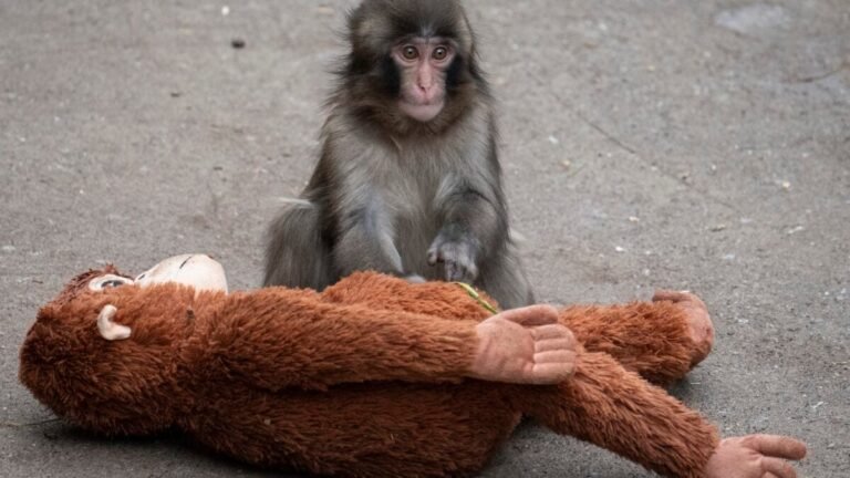 punch the monkey 1200x675