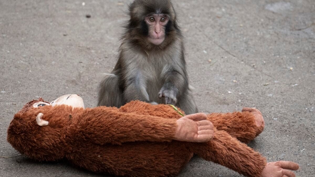 punch the monkey