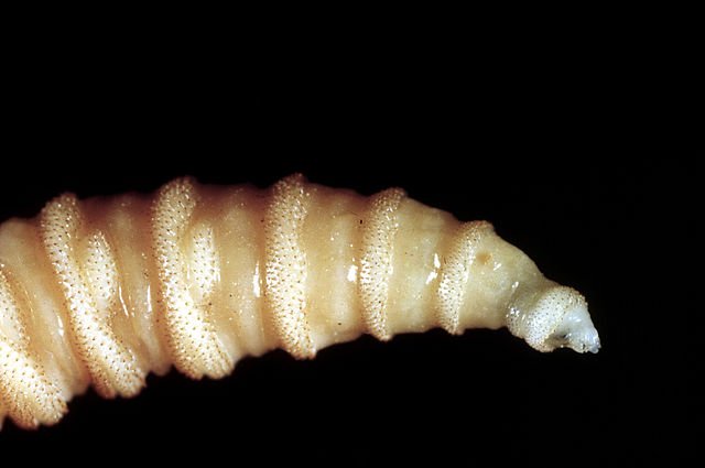 CSIRO ScienceImage 115 The Tip of a Screw Worm Fly Larvae