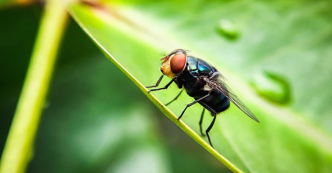 How US Plans to Stop Screwworm Outbreak Science 2195014611