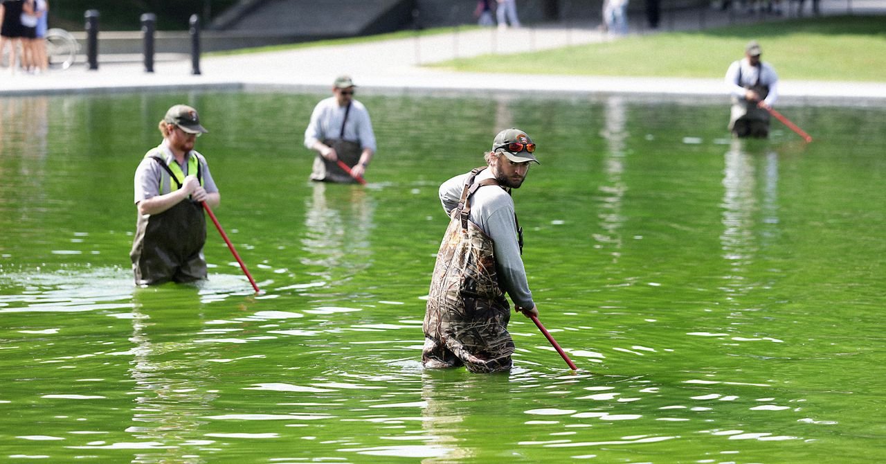 Reflecting Pool Full of Algae Science 2281587520