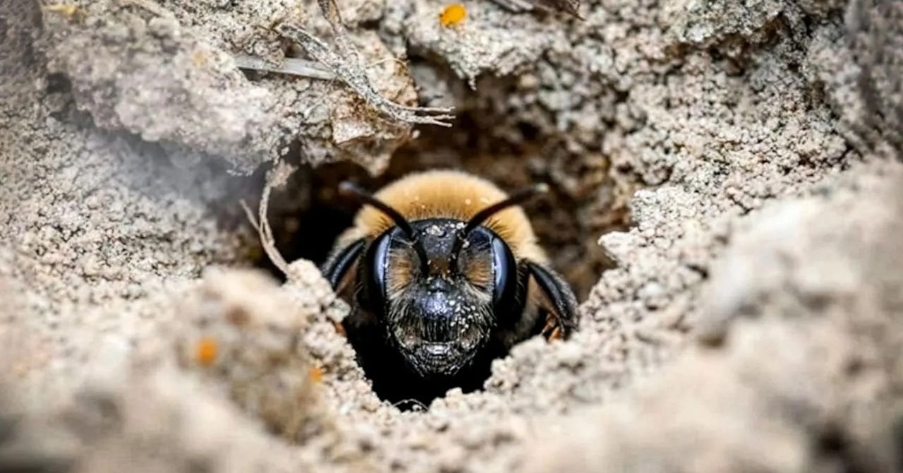 andrena regularis bee east lawn cemetery
