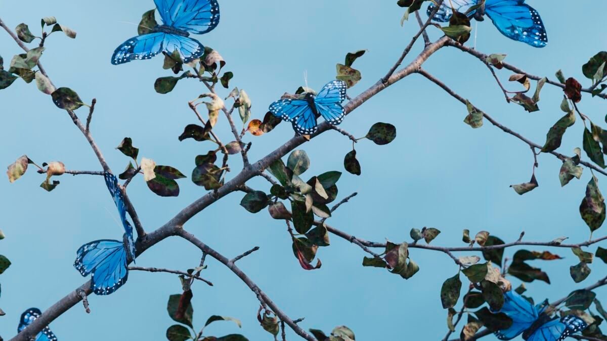 blue butterflies