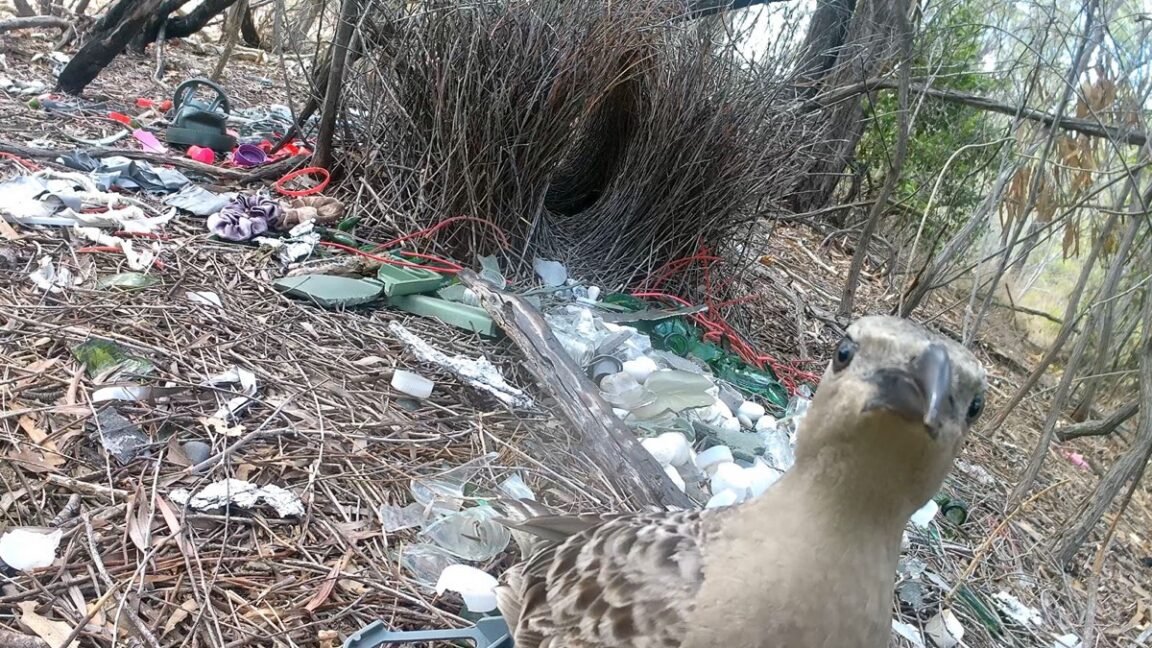 bower1