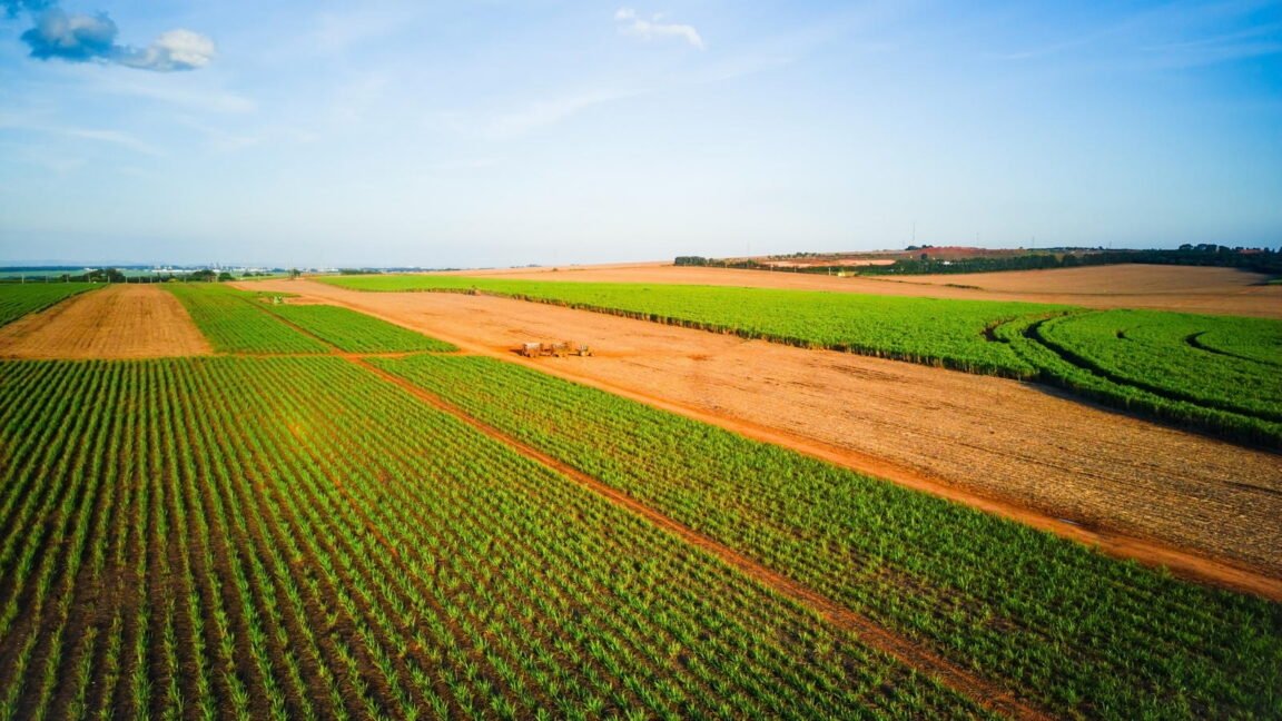 crops