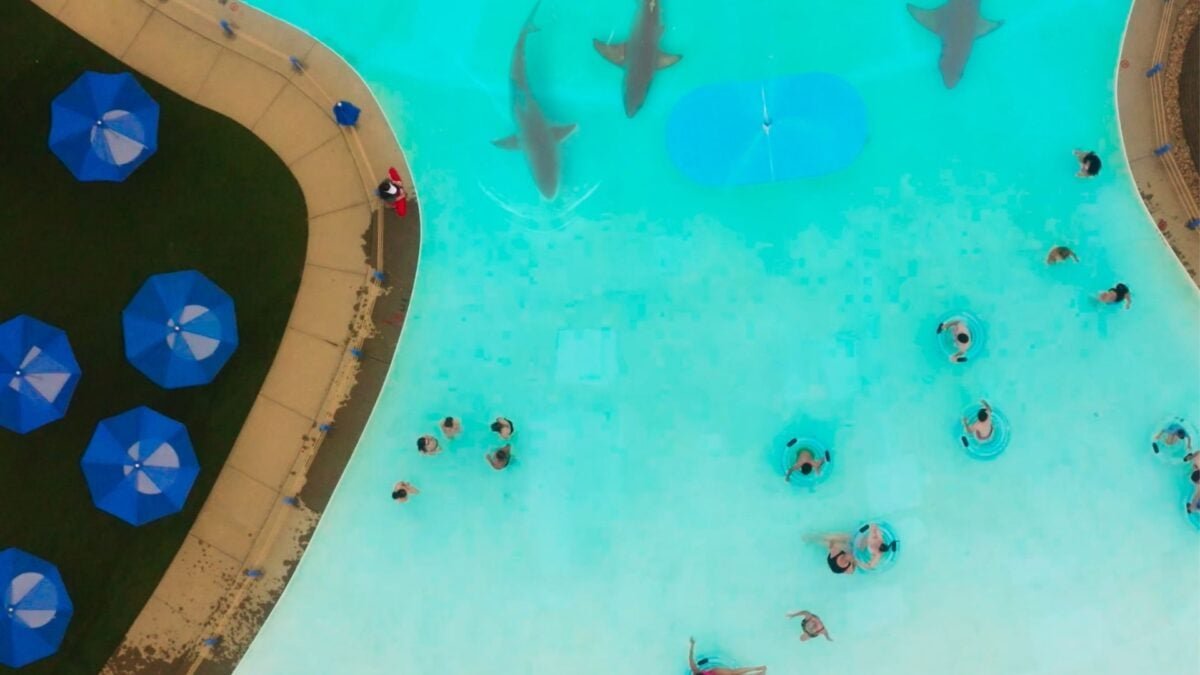 Water Park Shark overhead
