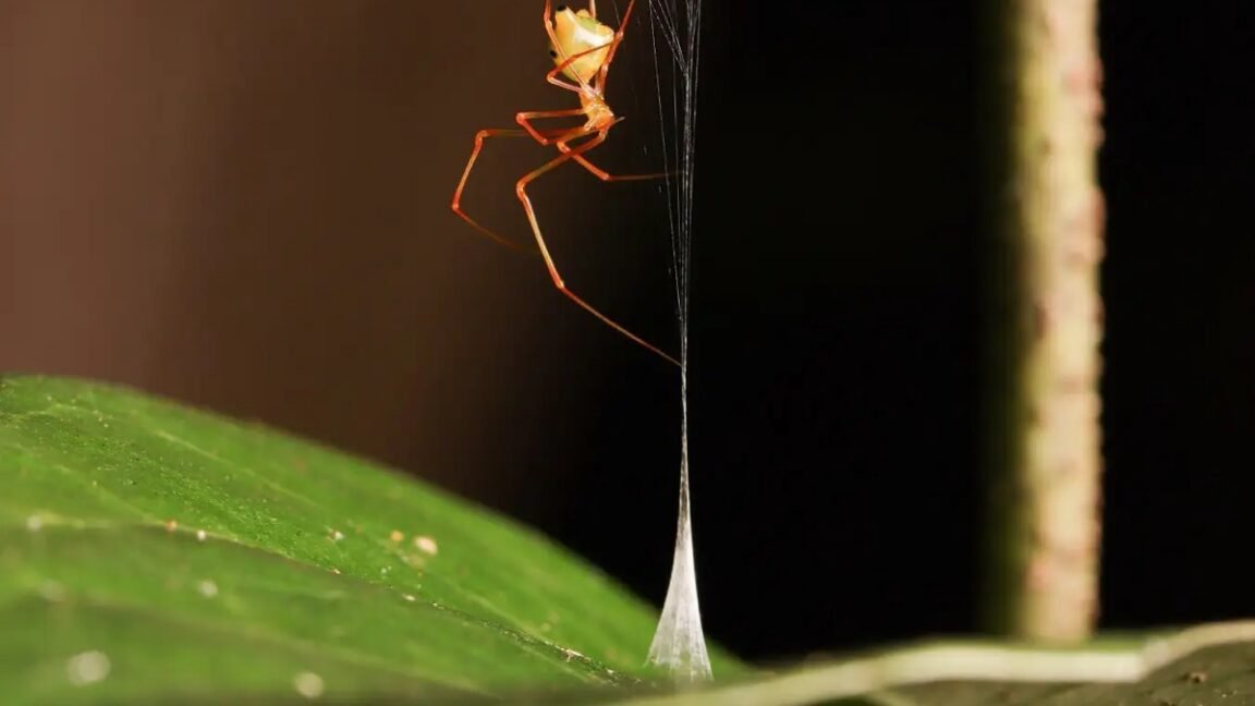 ballistaspider 1152x648 1782840720